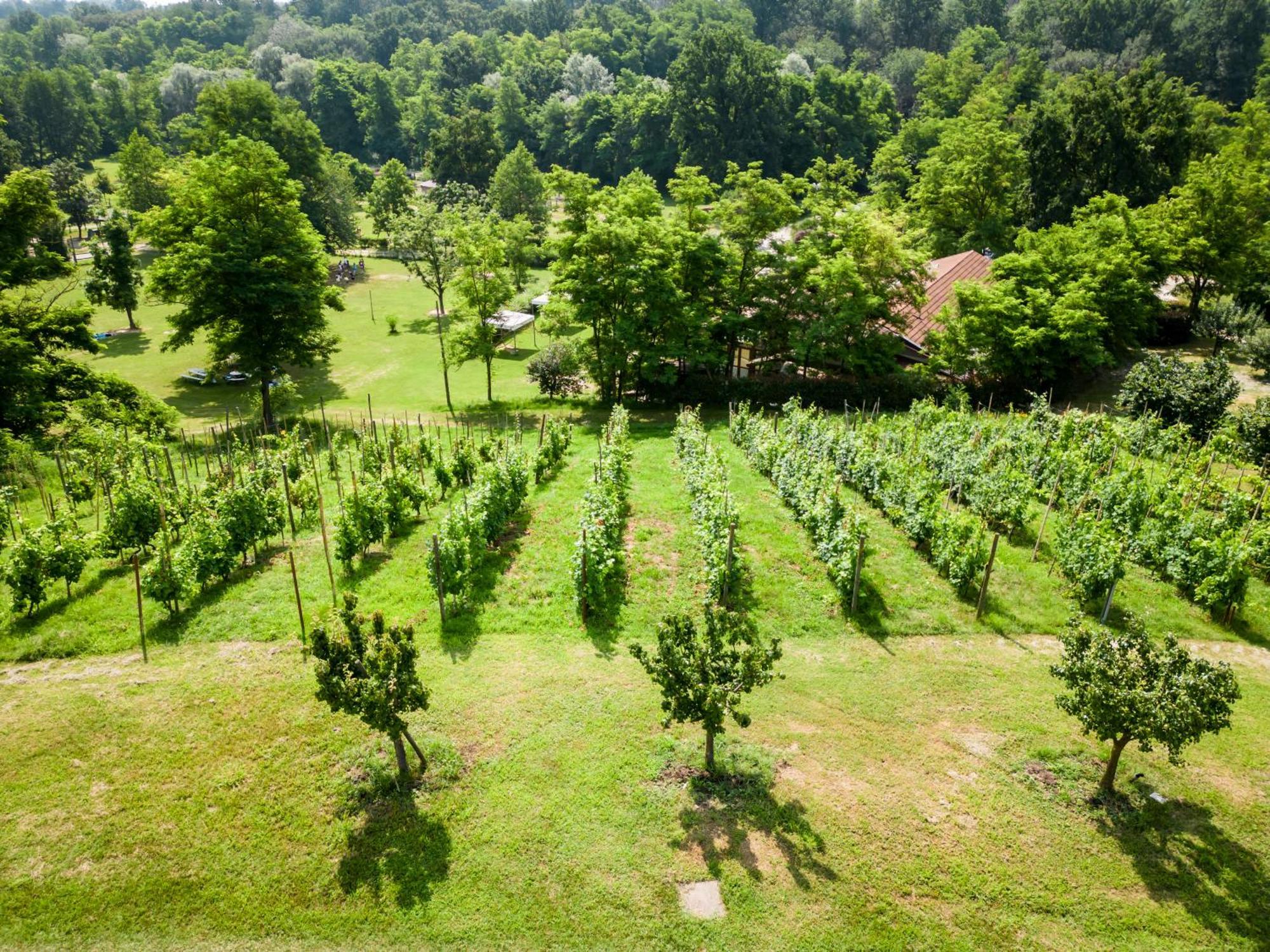 Agriturismo Campofelice Bed and Breakfast Lombardore Exterior foto